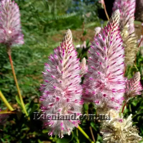 Изображение Птилотус возвышенный - Ptilotus exaltatus