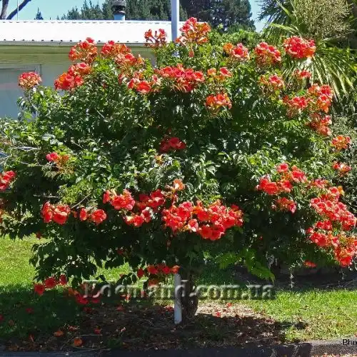 Изображение Текома желтая подвид гуаруме - Tecoma fulva subsp. Guarume