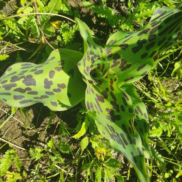 Изображение Ледебурия шершаволистная  - Ledebouria asperifolia