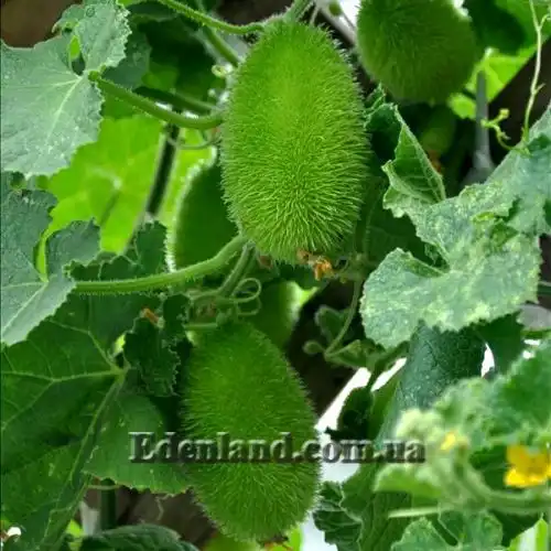 Изображение Огурец ворсянковый  - Cucumis dipsaceus