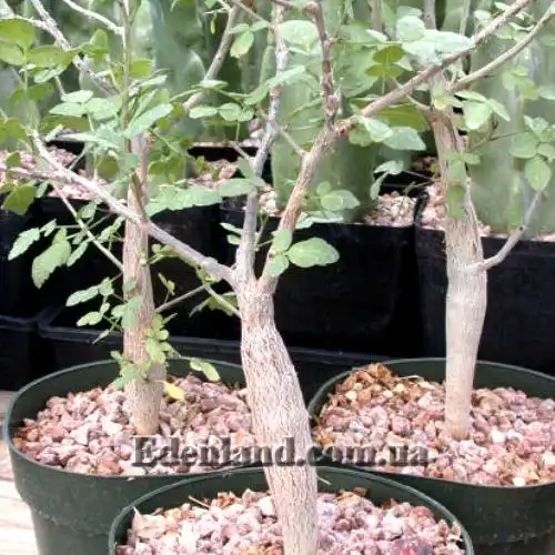 Изображение молодые растения