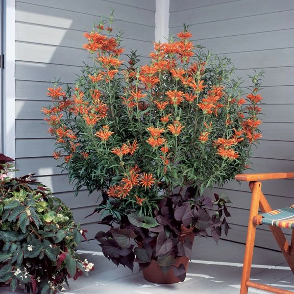 Зображення квітуча рослина у контейнері