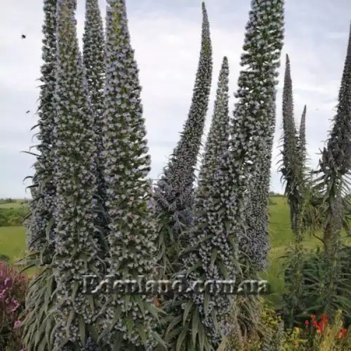 Зображення Ехіум Блакитні Башти - Echium Blue Towers