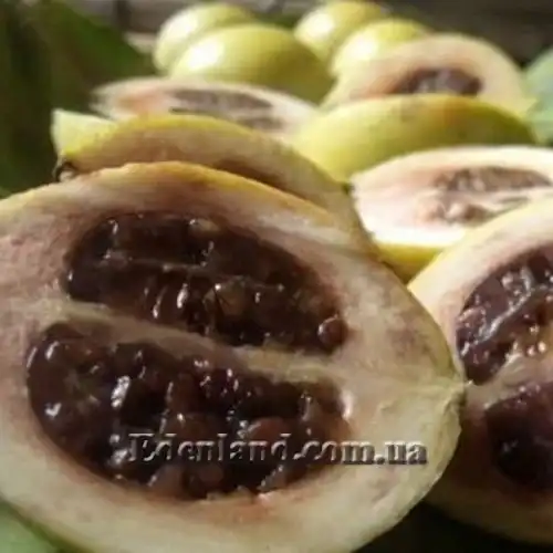 Зображення Тамілнадія болотна - Tamilnadia uliginosa