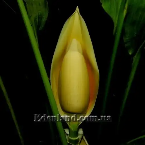 Изображение цветок