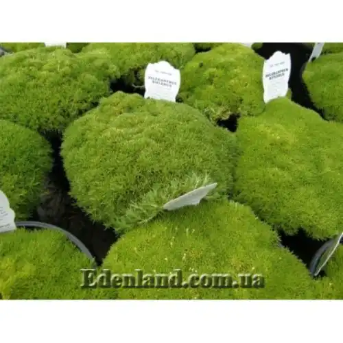 Изображение Склерантус двуцветковый - Scleranthus biflorus