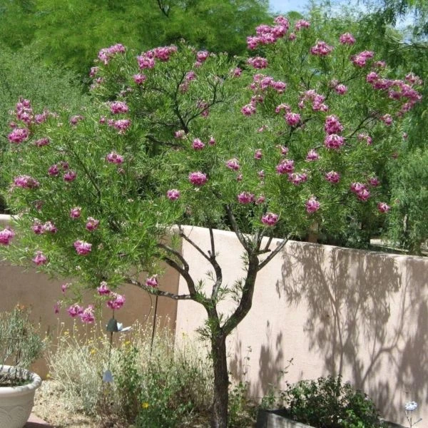 Зображення Хілопсис лінійний - Chilopsis linearis 