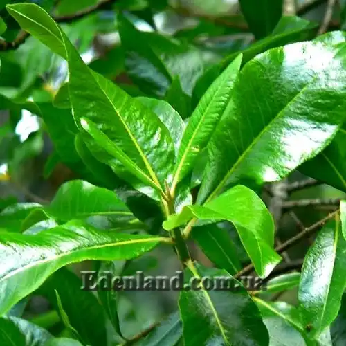 Изображение листья