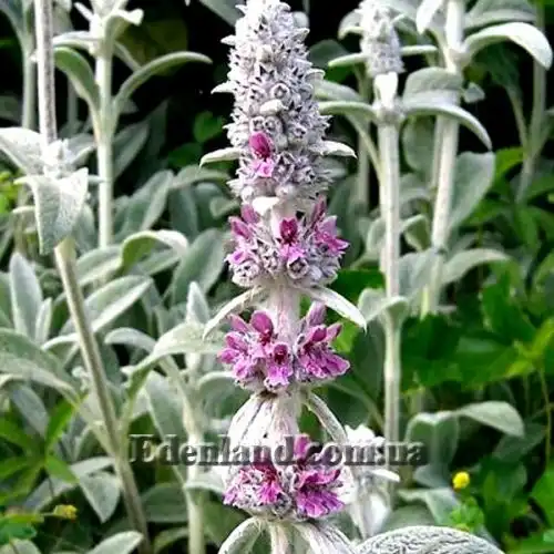 Изображение Стахис византийский - Stachys byzantina