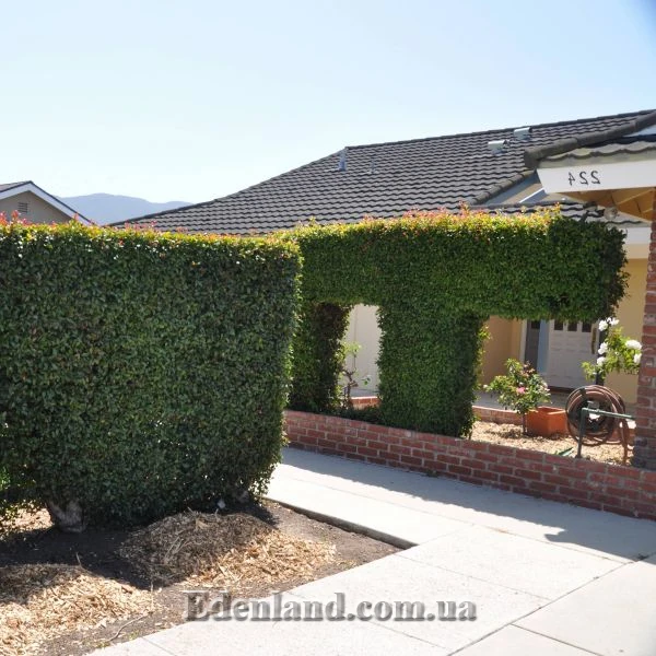 Изображение фигурная стрижка кустов