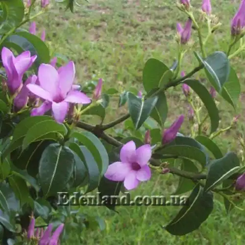 Зображення Криптостегія великоквіткова - Cryptostegia grandiflora