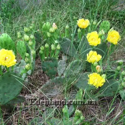 Зображення Опунція стисла - Оpuntia compressa