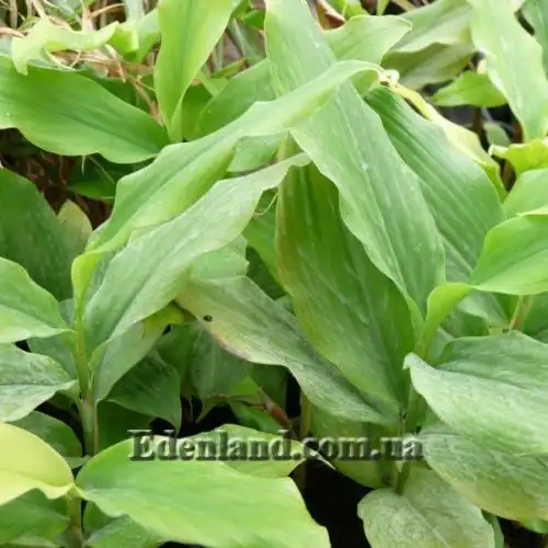 Изображение Элеттария кардамомум - Elettaria cardamomum