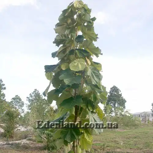 Изображение молодое дерево