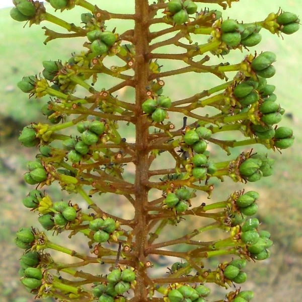 Зображення Спахея молочна - Spachea lactescens  