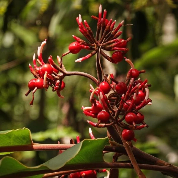 Зображення Альпінія прекрасна 'Нова Гвінея' - Alpinia pulchra 'New Guinea'  