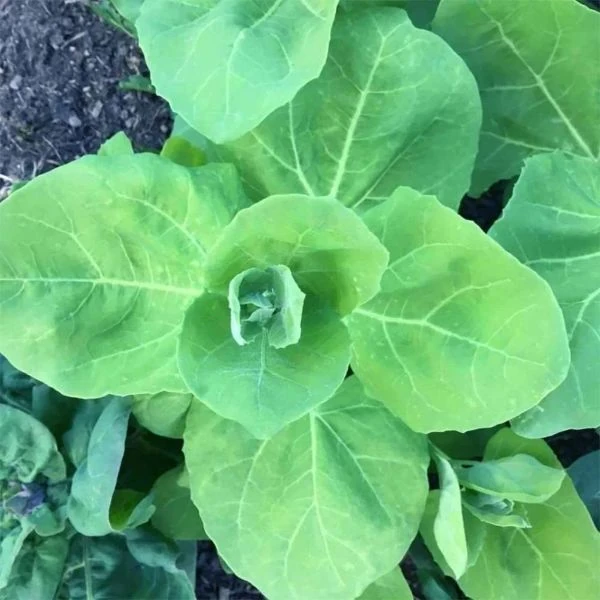 Изображение Атриплекс садовый  - Atriplex hortensis