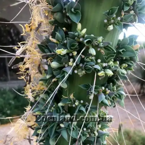 Изображение Агава Вильморена - Agave vilmoriniana