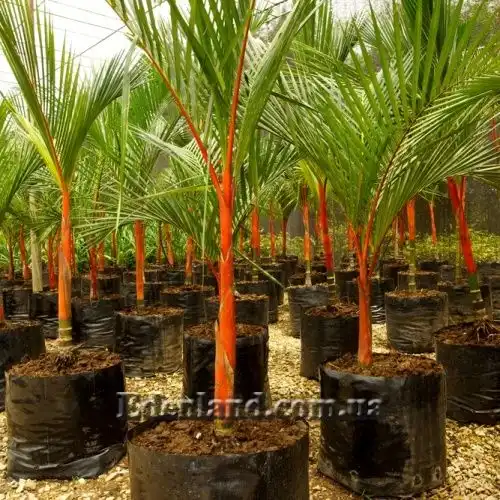 Изображение Циртостахис Ренда  - Cyrtostachys renda