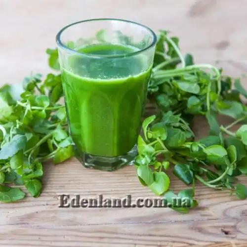 Изображение Настурция лекарственная - Nasturtium officinale