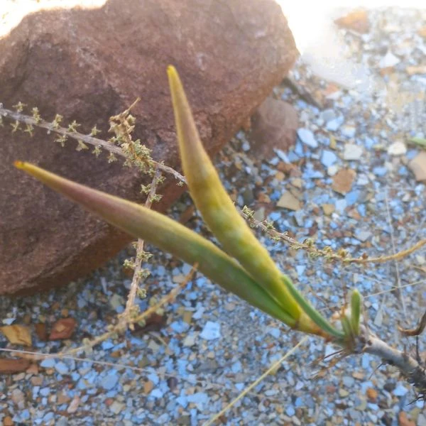 Зображення Пахіподіум сукулентний  - Pachypodium succulentum 