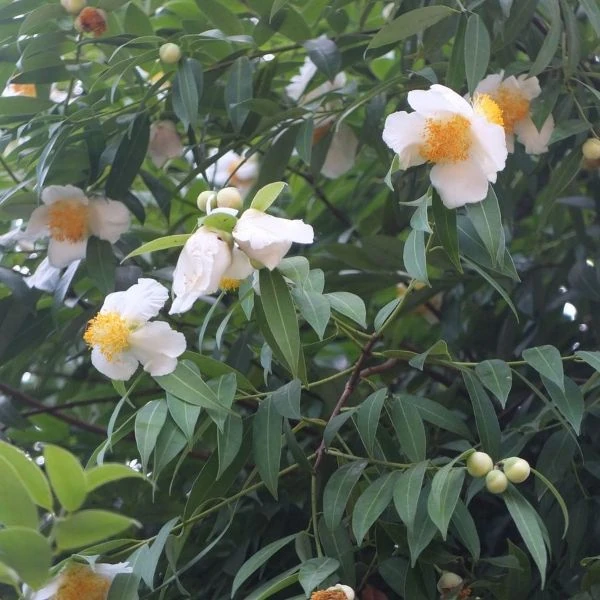 Зображення Мезуя залізна - Mesua ferrea 