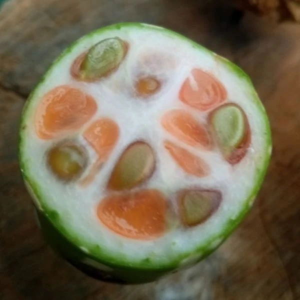 Зображення недозрілий плод