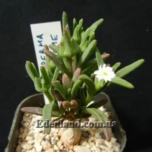 Изображение Местоклема крупнокорневищная - Mestoklema Macrorhiza