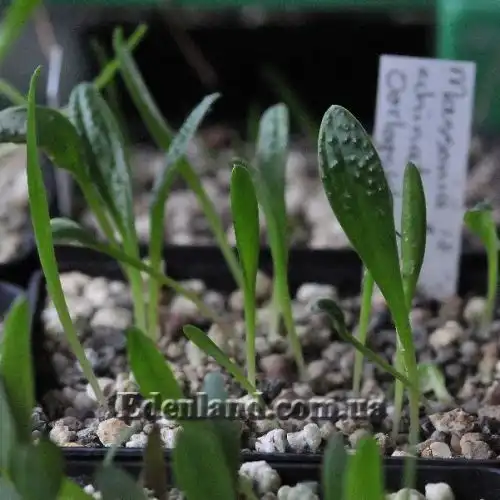 Изображение Массония щетинистая - Massonia echinata