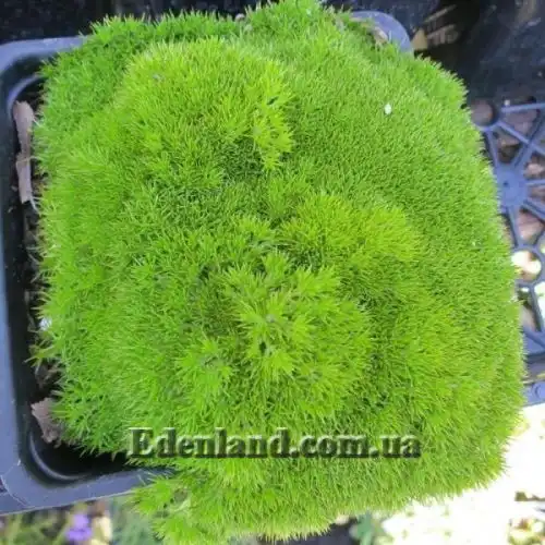 Изображение Склерантус двуцветковый - Scleranthus biflorus