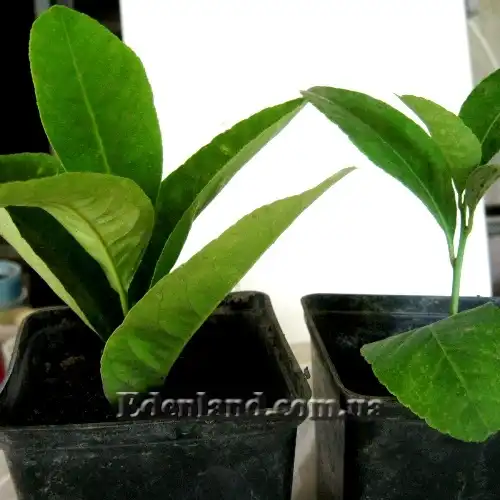 Изображение саженцы в продаже