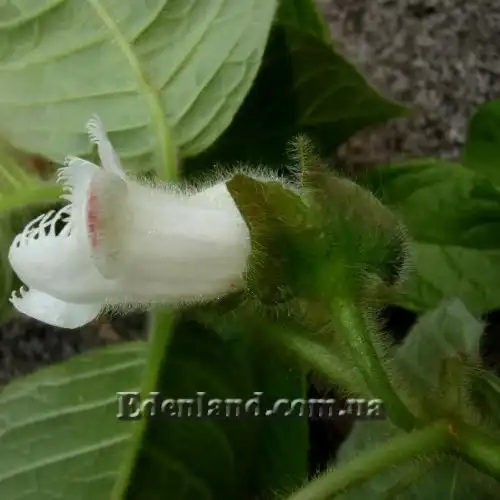 Изображение Дримония аллоплектусовидная - Drymonia alloplectoides