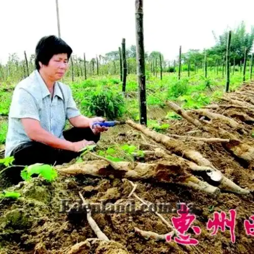 Изображение Пуэрария дольчатая - Pueraria lobata