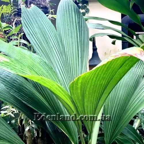 Изображение ювенильные листья