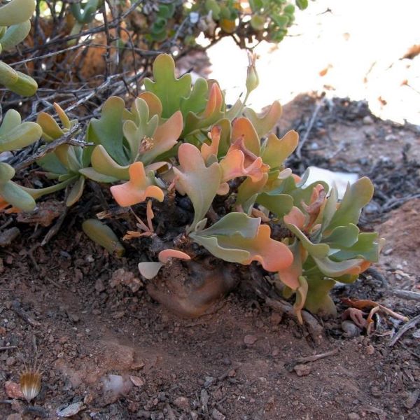 Зображення Отонна дуболиста - Othonna quercifolia