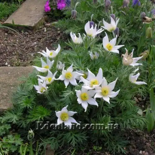 Зображення Пульсатилла звичайна - Pulsatilla vulgaris