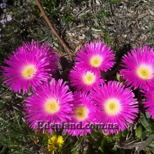 Изображение Карпобротус вкусный  - Carpobrotus deliciosus