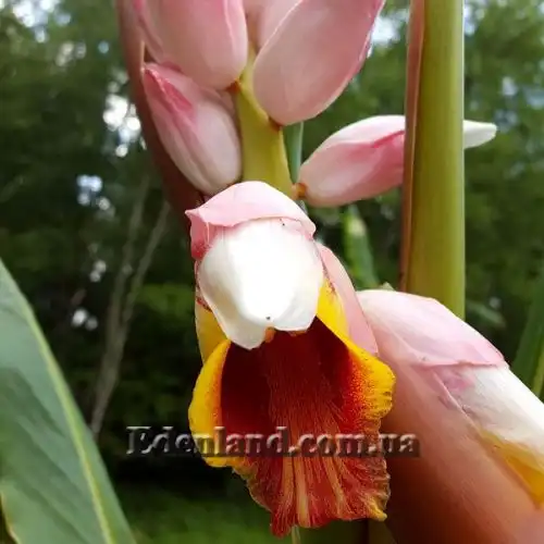 Изображение Альпиния малаккская - Alpinia malaccensis