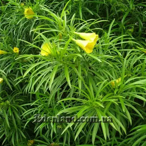 Изображение цветущий куст