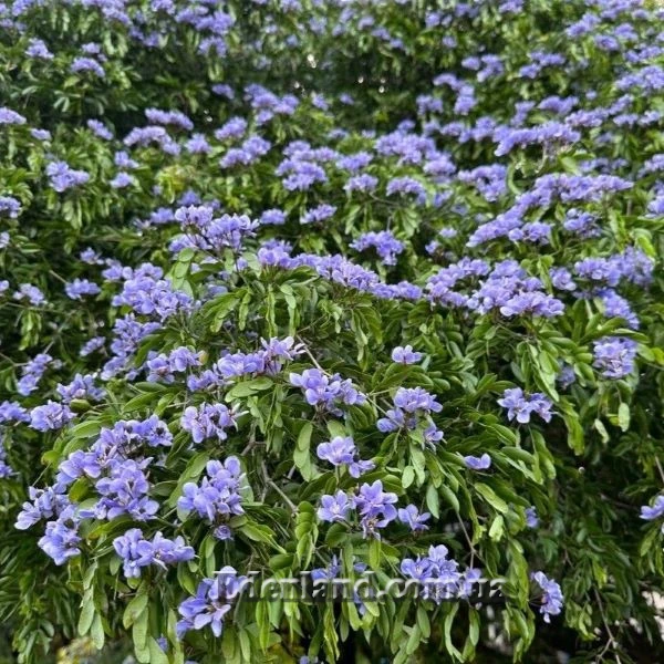 Изображение цветущее растение