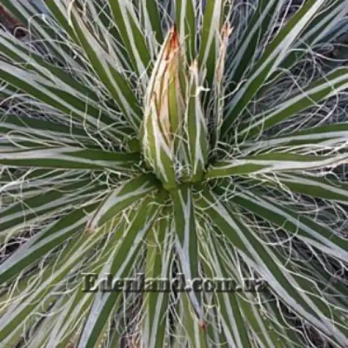 Зображення Агава нитконосна підвид Шідігера - Agave filifera ssp. schidigera