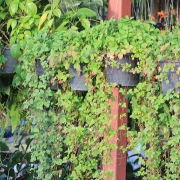 Изображение Лапчатка индийская  - Potentilla indica 