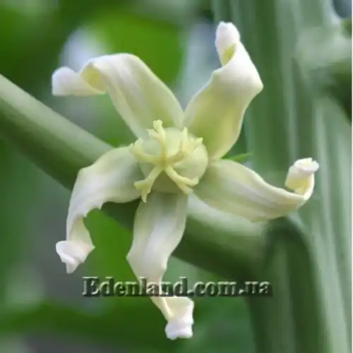 Изображение цветок