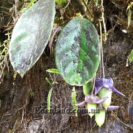 Изображение Трианея красивая - Trianaea speciosa