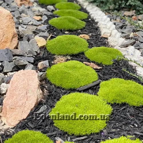 Изображение Склерантус двуцветковый - Scleranthus biflorus