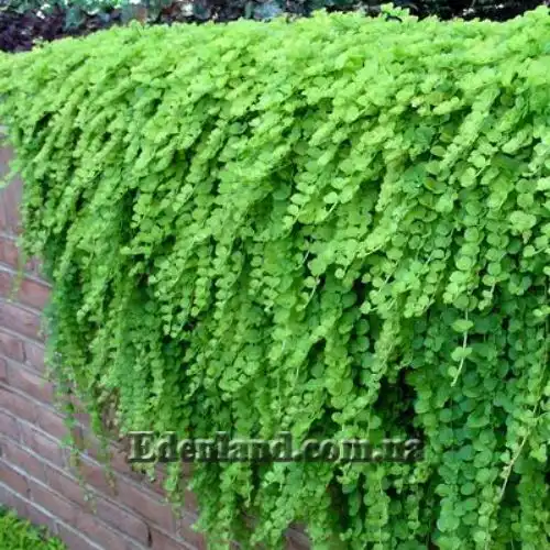 Изображение Лизимахия монетчатая - Lysimachia nummularia