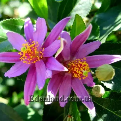 Изображение Гревия западная - Grewia occidentalis