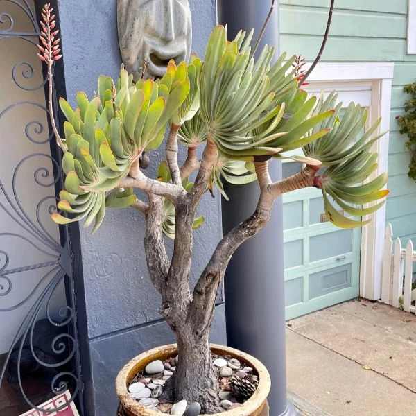 Изображение Кумара складчатая  - Kumara plicatilis