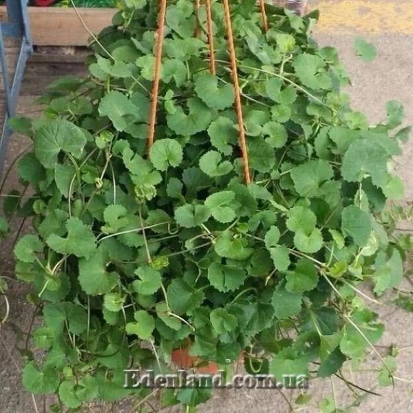 Зображення у підвісному кашпо