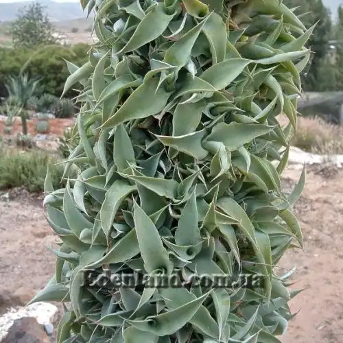 Изображение Агава Вильморена - Agave vilmoriniana